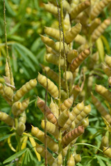 Lupinen,  Lupinus spp.  Schotenbildung,  Hülsenbildung,  Fruchtentwicklung