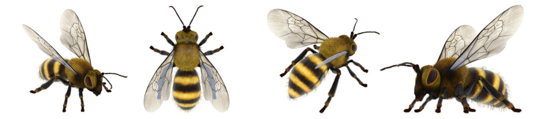 Set of bee transparent image