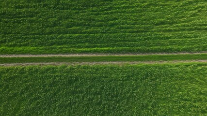 Aerial view of lush green fields with a distinct path, showcasing nature's beauty and agriculture