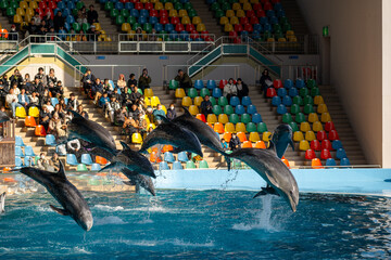 和歌山県　イルカのショーの風景