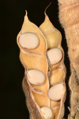Lupinen,  Lupinus spp., Körner Schoten