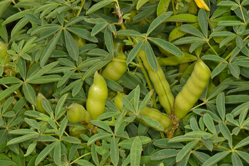Lupinen,  Lupinus spp.  Schotenbildung,  Hülsenbildung,  Fruchtentwicklung
