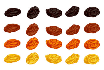 Dried raisins  isolated on white background. Vector eps 10.