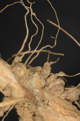 Lupinen,  Lupinus spp. Wurzelknollen und Wurzelknöllchen