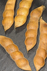 Lupinen,  Lupinus spp. reife Schoten