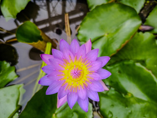 pink lotus flower