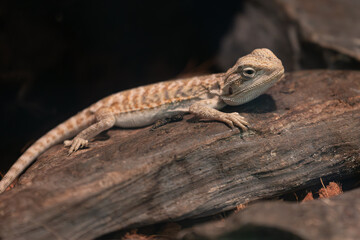 Small young baby Central Bearded Dragon pet in a terrarium.