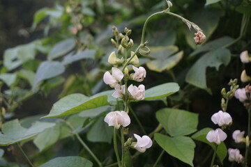 Hyacinth bean flowers or Lablab purpureus are blooming in a garden, Green hyacinth beans growing in the garden