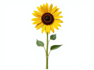 Obraz premium A Sunflower Stands Alone With Its Tall Stem Isolated On A Pure White Background Surrounded By Transparent Edges. 00002