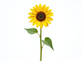 Fototapeta premium A Sunflower Stands Alone With Its Tall Stem Isolated On A Pure White Background Surrounded By Transparent Edges. 00001