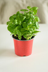 Fresh basil plant in pot onwhite wooden table