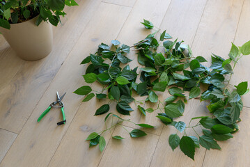 Cutted leaves from hibiscus tree and pruner on wooden floor. Gardening concept