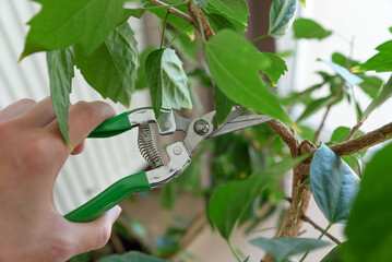Woman cuts off a leaves with a pruner from hibiscus tree surrounded by lush greenery. Gardening...