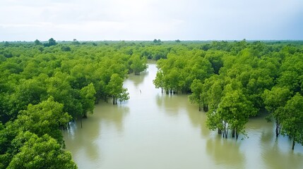 Obraz premium Lush Green Mangrove Forest Flooded By Water Channel