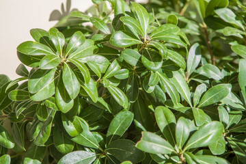 Mock orange or Pittosporum tobira nanum