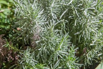 Prostrate rosemary or Rosmarinus officinalis postratus