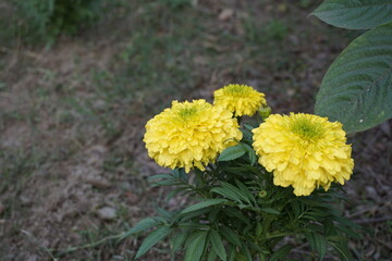 Yellow and orange marigold calendula growing in the background meadow, A bunch of blooming marigolds in the garden, closeup of marigold flowers in field