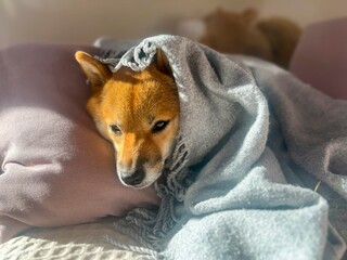 Pensive Shiba Inu with a sorrowful expression, head nestled under a blanket. The mood is reflective and contemplative. High quality close-up photo. copy space available.