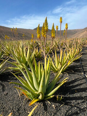 Aloe Vera plantation with flowers