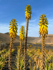 Aloe Vera plantation with flowers
