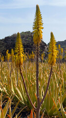 Aloe Vera plantation with flowers