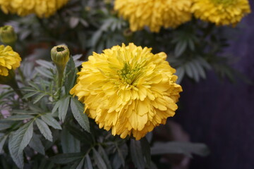 Yellow and orange marigold calendula growing in the background meadow, A bunch of blooming marigolds in the garden, closeup of marigold flowers in field