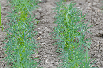 Lupinen,  Körnerlupinen,  Lupinus spp. im Jungstadium, Mehrblattstadium