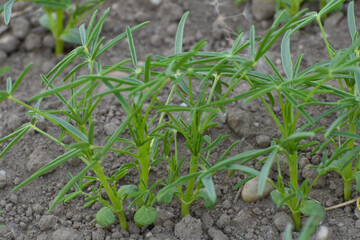 Lupinen,  Körnerlupinen,  Lupinus spp. im Jungstadium, Mehrblattstadium
