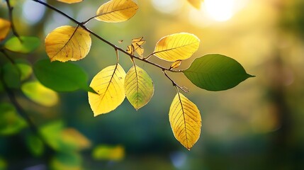 Closeup of Vibrant Autumn Leaves in Warm Sunlight on Tree Branch : Generative AI