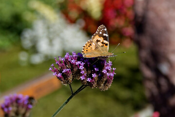 Painted Lady (Vanessa Cardui) Butterfly perched on purple flower in Zurich, Switzerland