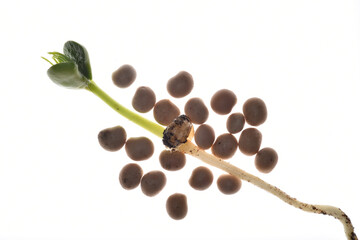 Lupinen,  Lupinus spp.,  Samen, Saatgut,  Sämerei, Körner und Keimling