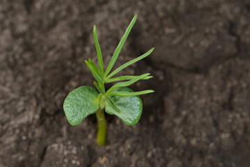 Lupinen,  Lupinus spp.