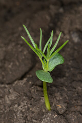 Lupinen,  Lupinus spp.