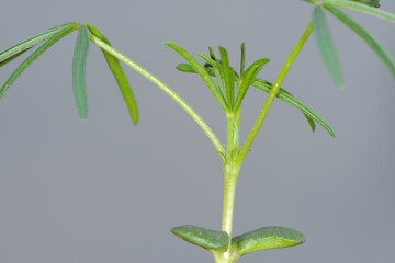 Lupinus angustifolius, im 2-3- Blattstadium