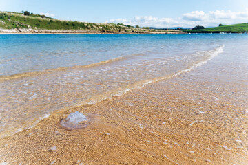 Obraz premium Jellyfish washed ashore on a sandy beach. Danger of stinging.