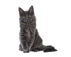 Majestic solid blue Maine Coon cat kitten, sitting up facing front. Looking straight to camera with golden eyes. One paw playfully up. Isolated cutout on a transparent background.