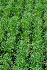 Lupinen,  Körnerlupinen,  Lupinus spp. im Jungstadium, Mehrblattstadium