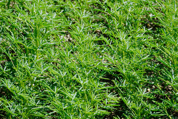 Lupinen,  Körnerlupinen,  Lupinus spp. im Jungstadium, Mehrblattstadium