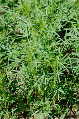 Lupinen,  Körnerlupinen,  Lupinus spp. im Jungstadium, Mehrblattstadium