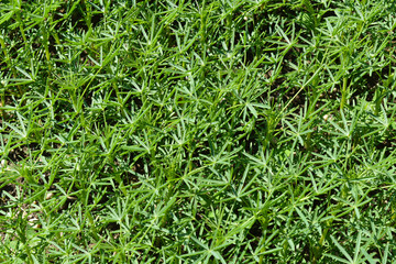 Lupinen,  Körnerlupinen,  Lupinus spp. im Jungstadium, Mehrblattstadium