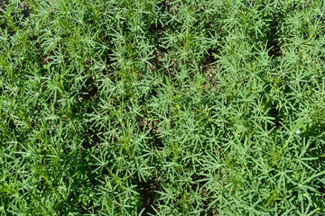 Lupinen,  Körnerlupinen,  Lupinus spp. im Jungstadium, Mehrblattstadium