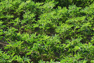 Lupinen,  Körnerlupinen,  Lupinus spp. im Jungstadium, Mehrblattstadium