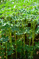 Lupinen,  Körnerlupinen,  Lupinus spp. im Jungstadium, Mehrblattstadium