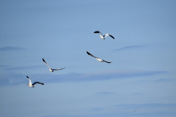 Snow geese in the fall, L'Islet, Québec, Canada