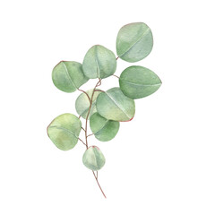 Eucalyptus branch with green leaves watercolor illustration. Silver dollar greenery. Floral summer, spring element for wedding invitation, stationary, greetings, save the date, thank you cards © Masha_tolk_art