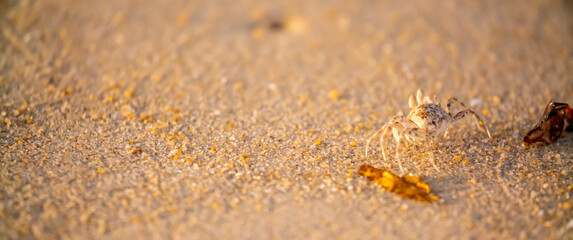A crab on the beach is running on the white sand. Exotic animals in the resorts of tropical islands. The concept of a beach holiday in the tropics.