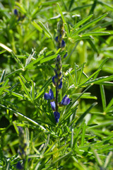 Blaue Lupine,  Lupinus angustifolius , Blüte