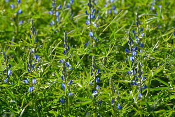 Blaue Lupine,  Lupinus angustifolius , Blüte