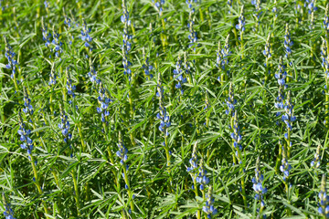 Blaue Lupine,  Lupinus angustifolius , Blüte