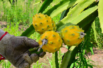 Pitahaya amarilla o Palora y Golden Isis